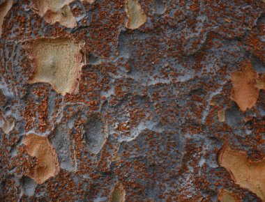 Rusty Brown ağaç kabuğu