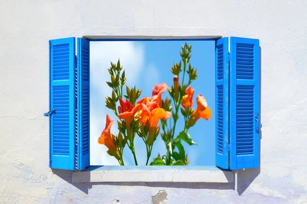 Kardynał kwiat niebieski niebo — Zdjęcie stockowe