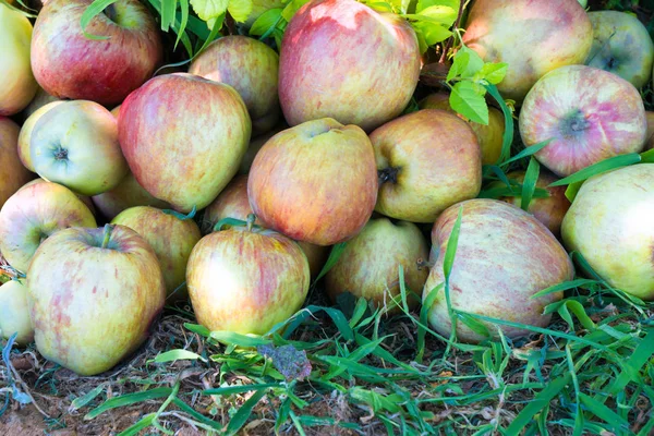 Pommes vertes et rouges comme toile de fond — Photo