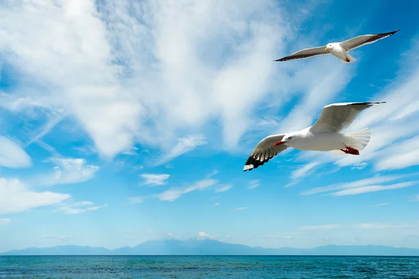 Nádherná pláž na poloostrově chalkidiki, Řecko — Stock fotografie