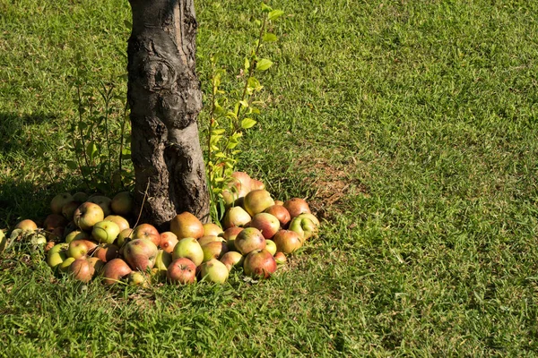 Manzanas verdes y rojas como fondo —  Fotos de Stock