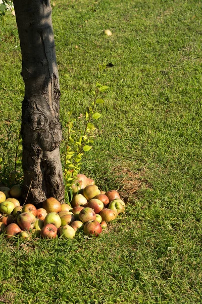 Groene en rode appels als achtergrond Stockfoto