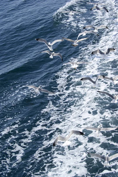 Gaviotas volando sobre el mar azul — Foto de Stock