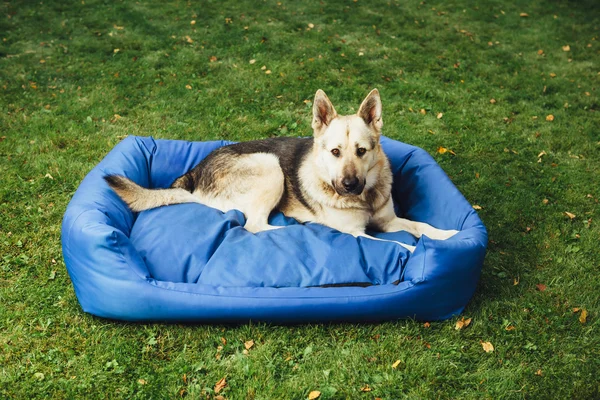 Pies na jego łóżku, Zielona trawa tło — Zdjęcie stockowe