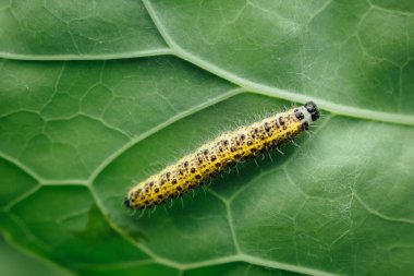 yeşil yaprak üzerinde sarı tırtıl