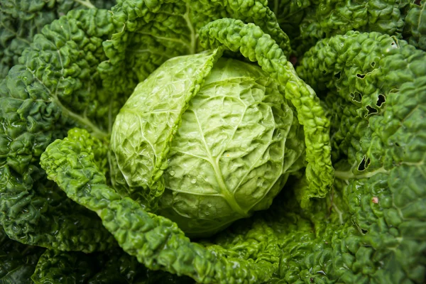 Fresh ripe cabbage, closeup view — Stock Photo, Image