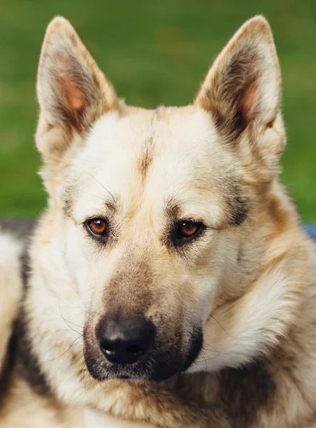 Portrait of dog face, green background — Stock Photo, Image