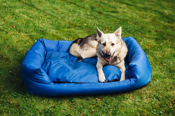 Psa relaksowania się w jego łóżku, Zielona trawa tło — Zdjęcie stockowe
