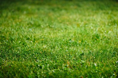 Yeşil Çimen Arkaplanı