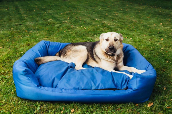 Schuld Hund auf seinem Bett, grünes Gras Hintergrund — Stockfoto