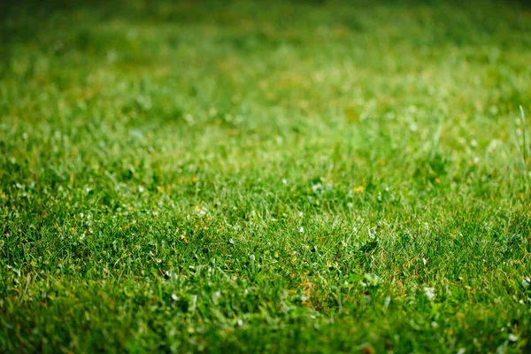 Groene grasachtergrond — Stockfoto