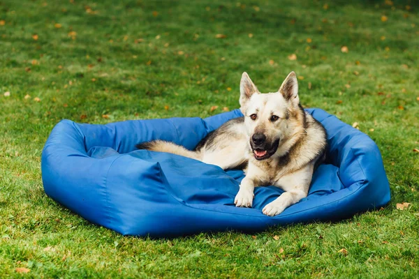 Smiling dog on his bed, green grass background — Stock Photo, Image