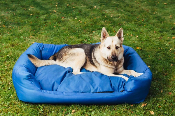 Pies na jego łóżku, Zielona trawa tło — Zdjęcie stockowe