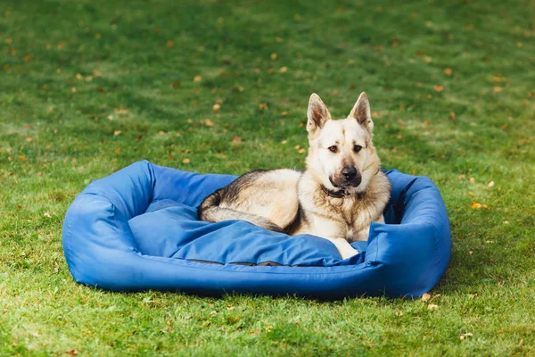 Cão em sua cama, grama verde fundo — Fotografia de Stock