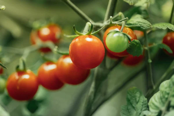 Dojrzałe pomidory cherry buszu odmalowane z sztuczne światło — Zdjęcie stockowe