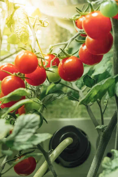 Стиглий кущ з вишневими помідорами зі штучним світлом — стокове фото