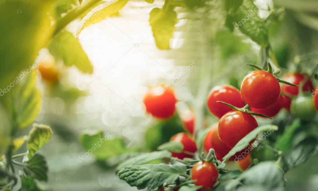 ripe cherry tomatoes bush with artificial grow light