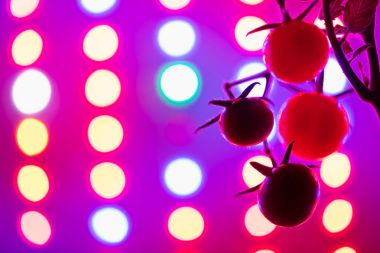 Olgun Kiraz domates siluet led grow lambası arka plan