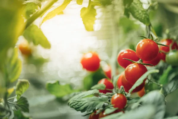 Стиглий кущ з вишневими помідорами зі штучним світлом — стокове фото
