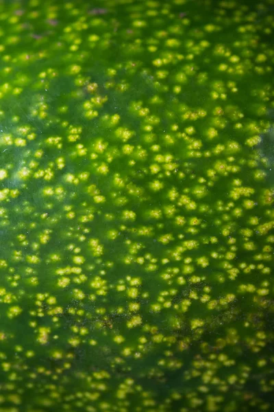 Textura de abacate verde — Fotografia de Stock