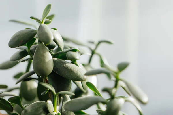 Crassula jade money plant, vista de cerca —  Fotos de Stock