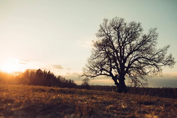 Vieux chêne au coucher du soleil — Photo