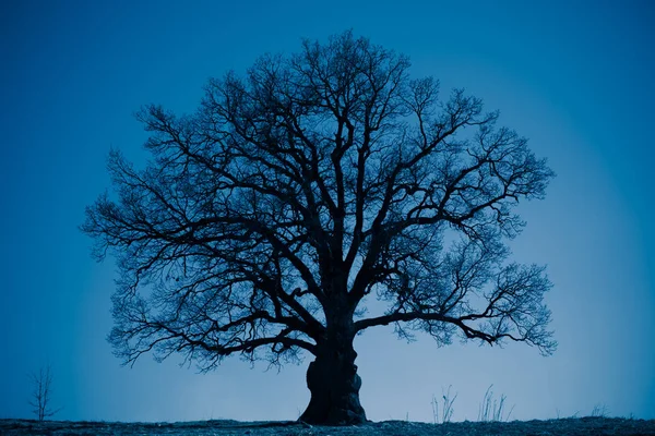 Oak tree siluett på natten — Stockfoto