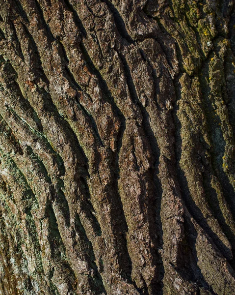 Oak crust texture, closeup view — Stock Photo, Image