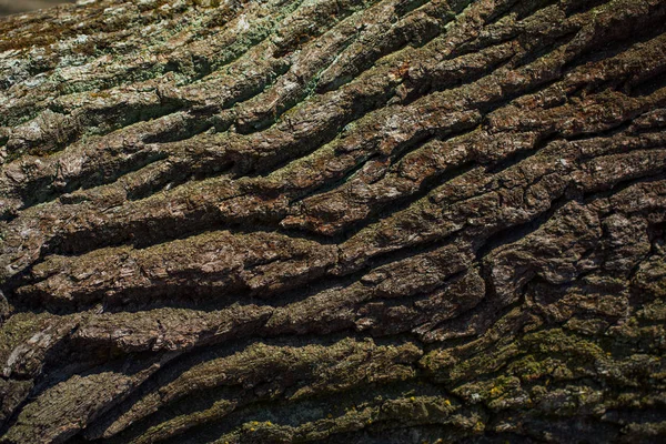 Textura da crosta de carvalho, vista de perto — Fotografia de Stock