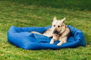 köpek onun yatak, yeşil çim zemin üzerine