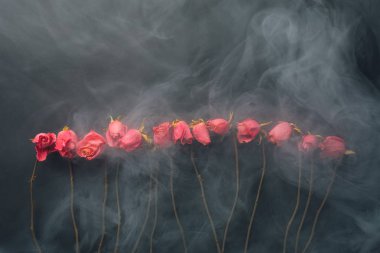 Gotik stili kuru gül, siyah arka plan ile duman