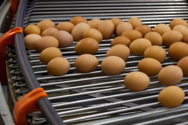 yumurta üretim hattı