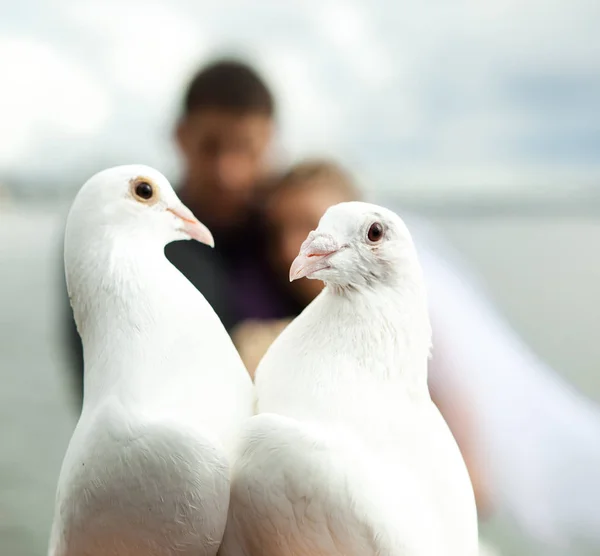 Två duvor och nygifta som bakgrund — Stockfoto