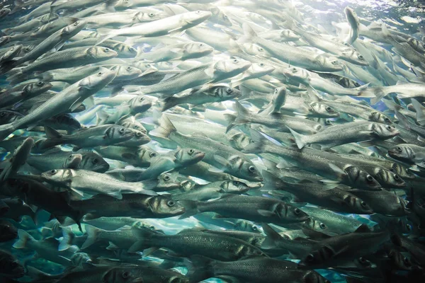 水族館の魚の学校 — ストック写真