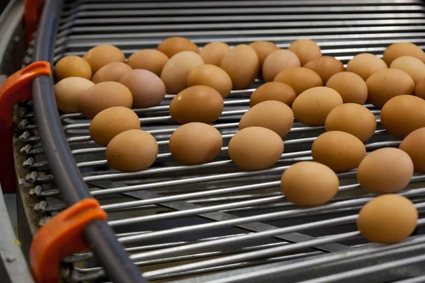 鸡蛋生产线 — 图库照片
