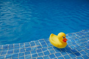 Sarı lastik ördek mavi yüzme havuzunda