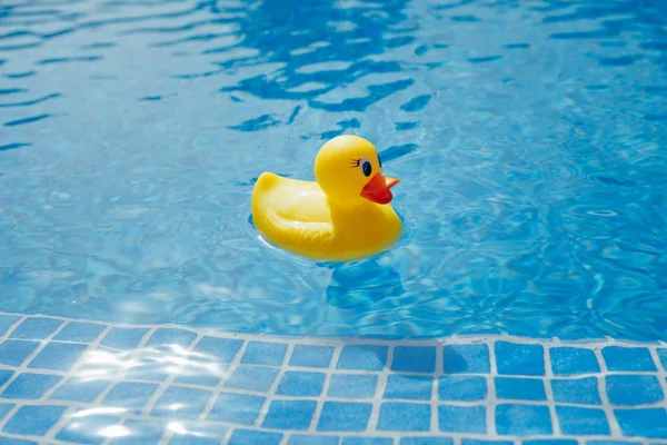 Pato de goma amarillo en la piscina azul —  Fotos de Stock