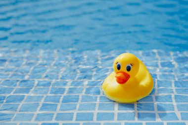 Sarı lastik ördek mavi yüzme havuzunda