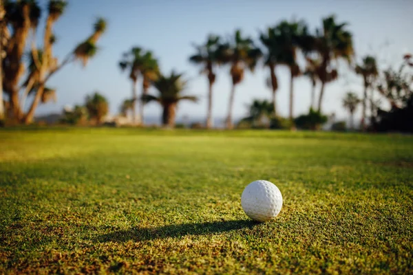 Palla da golf su erba verde, palme sullo sfondo — Foto Stock