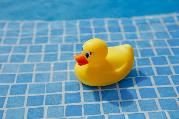 Жовта гумова качка в синьому басейні — стокове фото