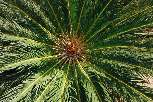 Palmiye ağacının yaprakları, closeup görünümü — Stok fotoğraf