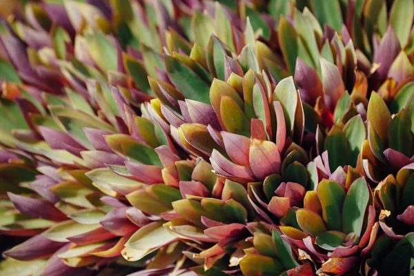 Kleurrijke bladeren achtergrond, close-up weergave — Stockfoto