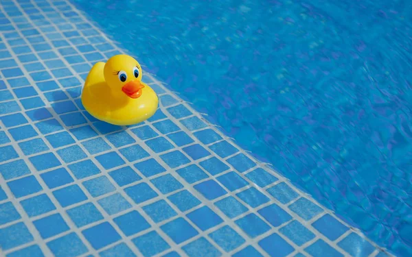 Sarı lastik ördek mavi yüzme havuzunda