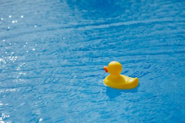 Sarı lastik ördek mavi yüzme havuzunda