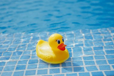 Sarı lastik ördek mavi yüzme havuzunda