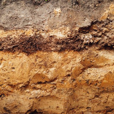 çapraz bölümünde yer