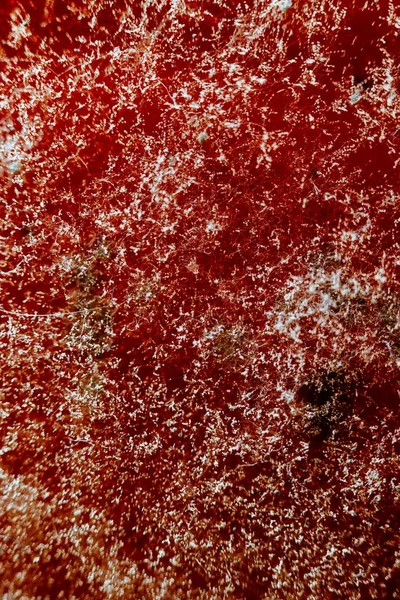 Естественная плесень на красном, абстрактном фоне — стоковое фото
