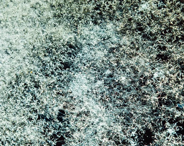 Textura natural do molde, fundo abstrato — Fotografia de Stock