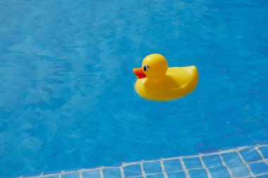 Sarı lastik ördek mavi yüzme havuzunda