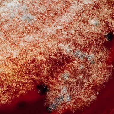 doğal kalıp doku, arka plan